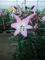 [4185 Highbury VZ No101.JPG]